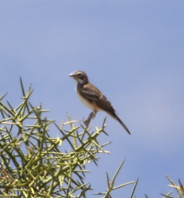 DSC_1273b.jpg