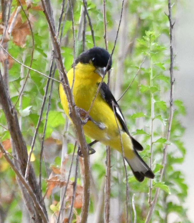 DSC_1293b.jpg
