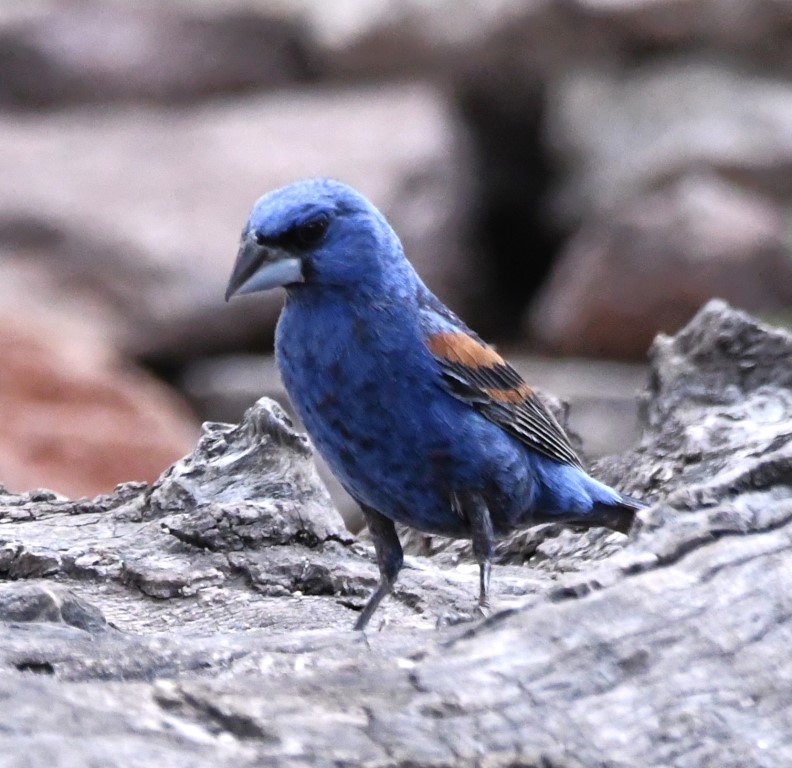 DSC_1327b.jpg