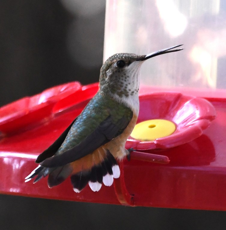 DSC_1515b.jpg