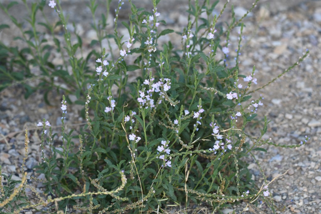DSC_1953b.jpg