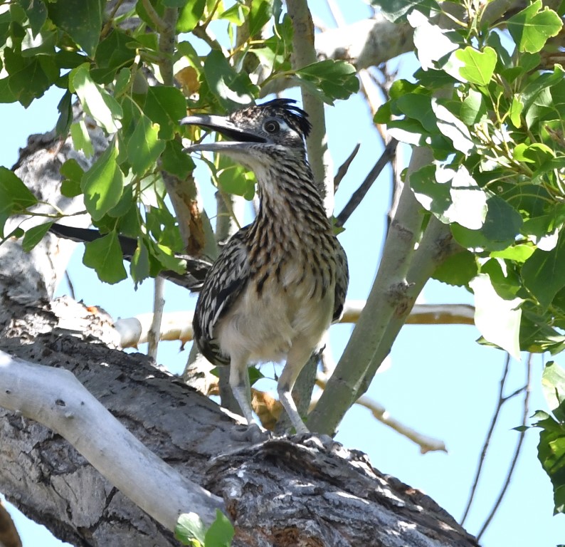 DSC_2225b.jpg