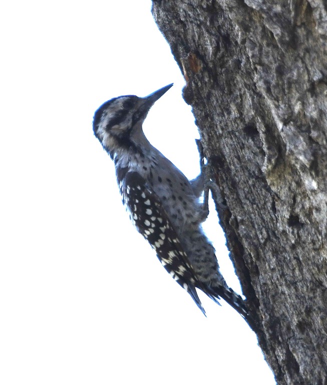 DSC_2241b.jpg