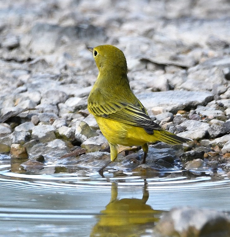 DSC_2302b.jpg