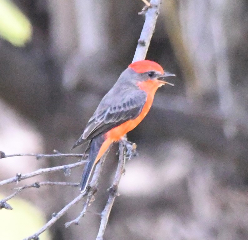 DSC_2445b.jpg