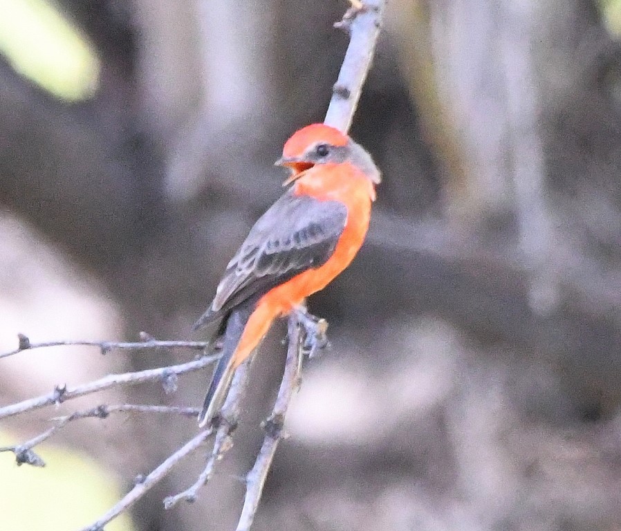 DSC_2453b.jpg