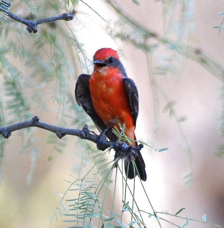 DSC_2463b.jpg