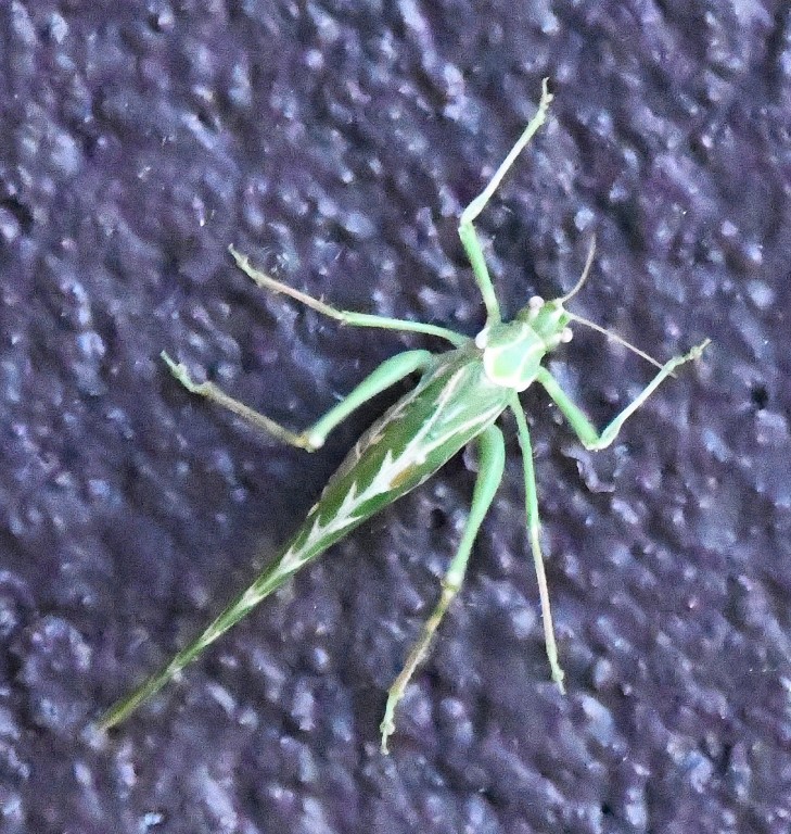 DSC_2540b.jpg