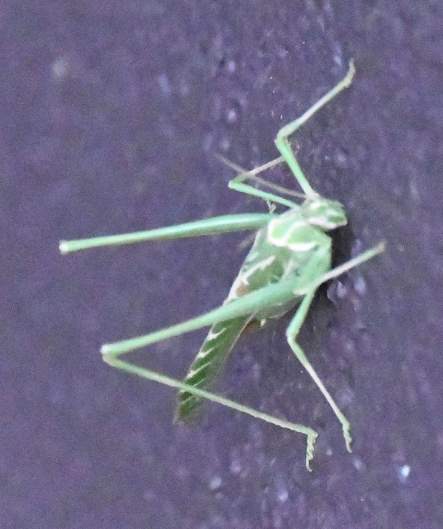 DSC_2541b.jpg