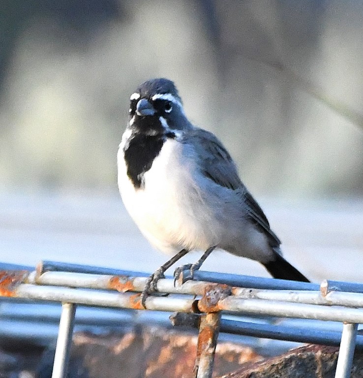 DSC_2562b.jpg