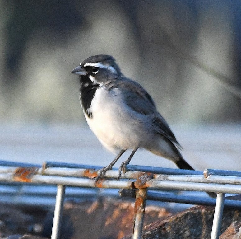 DSC_2567b.jpg