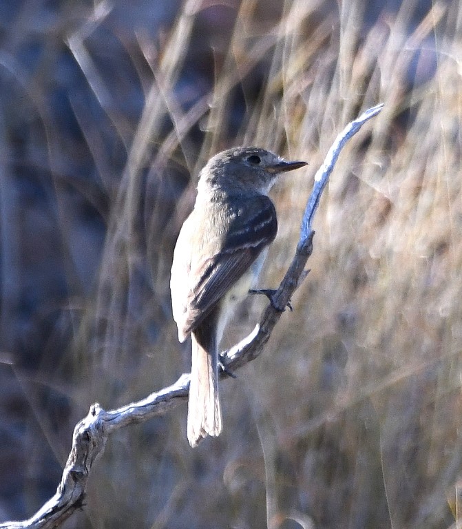 DSC_2583b.jpg