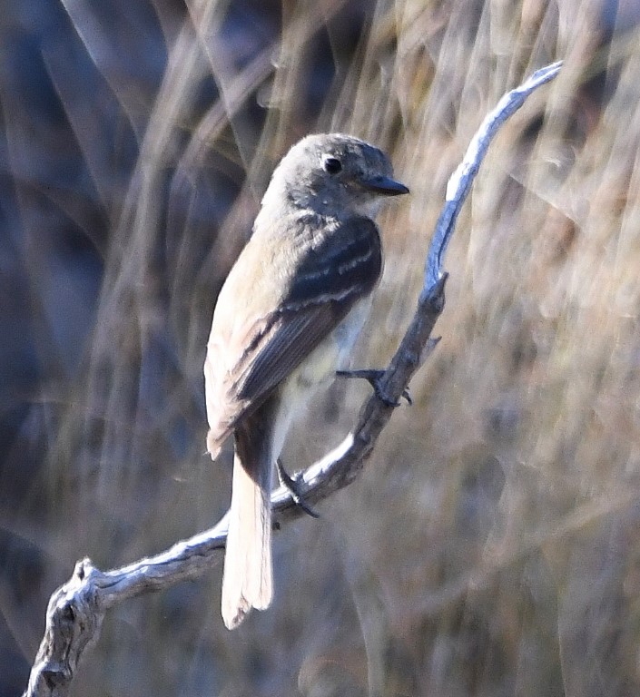 DSC_2584b.jpg