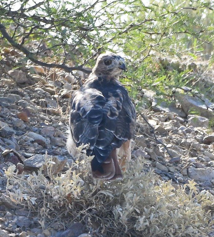 DSC_2602b.jpg