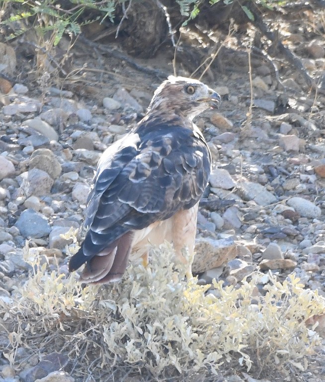DSC_2608b.jpg