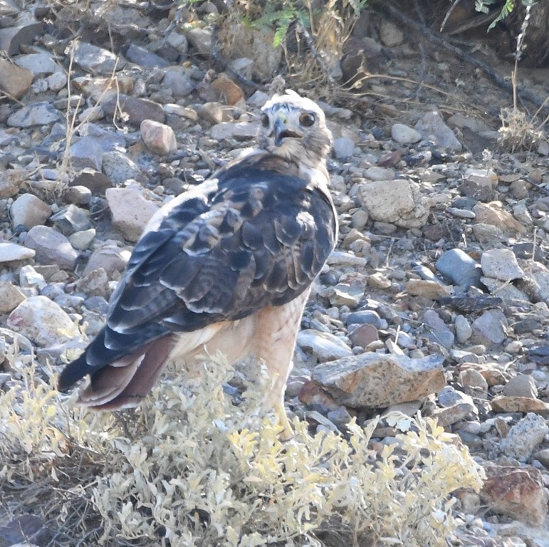 DSC_2613b.jpg
