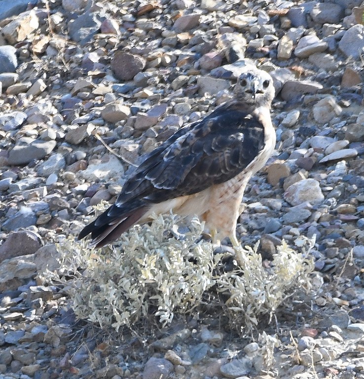 DSC_2627b.jpg
