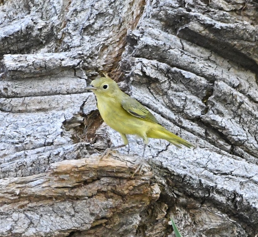 DSC_2950b.jpg