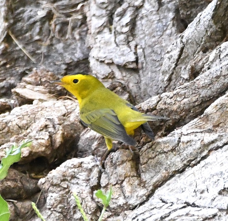 DSC_2973b.jpg