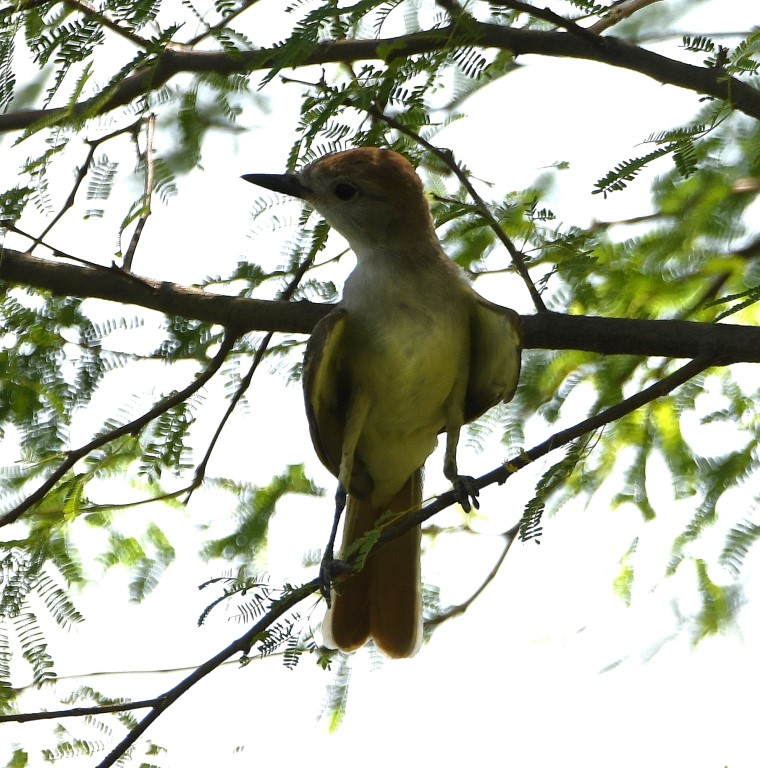 DSC_2992b.jpg
