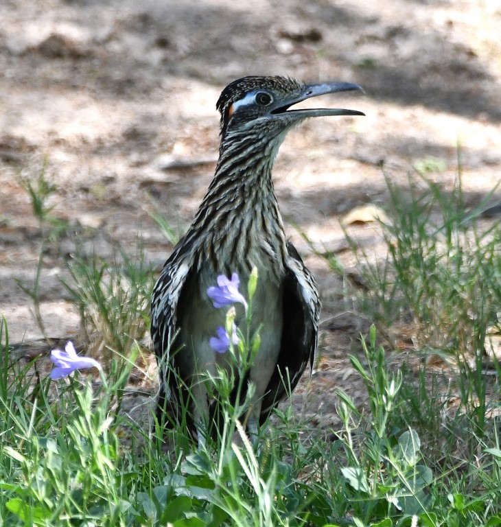 DSC_3026b.jpg