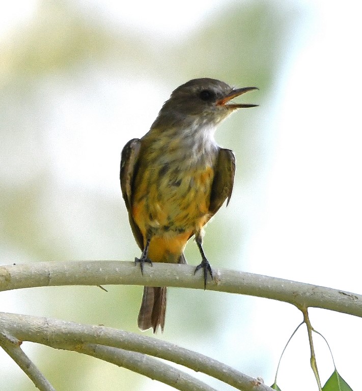 DSC_3048b.jpg
