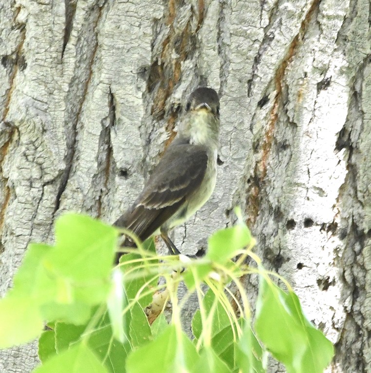 DSC_3088b.jpg