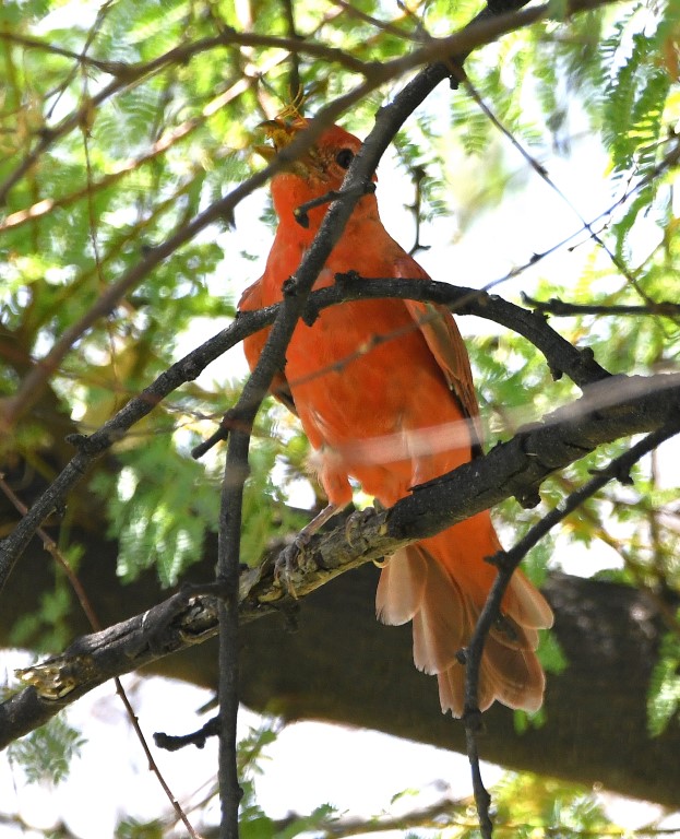 DSC_3096b.jpg