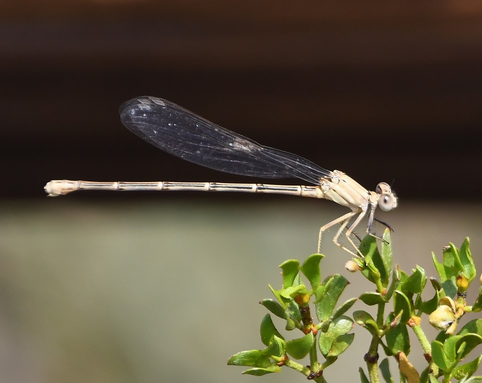 DSC_3282b.jpg