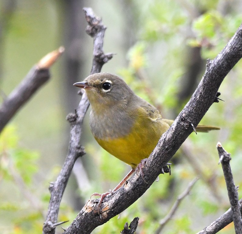 DSC_3383b.jpg