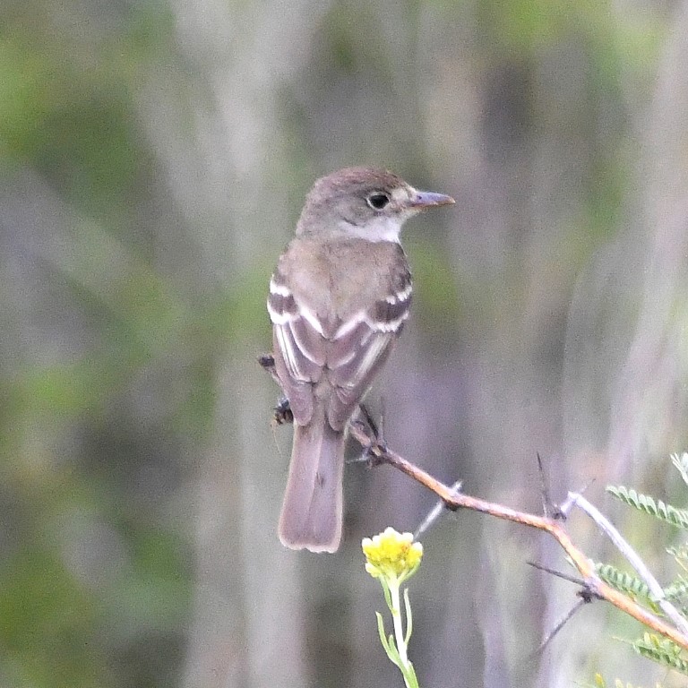 DSC_3454b.jpg