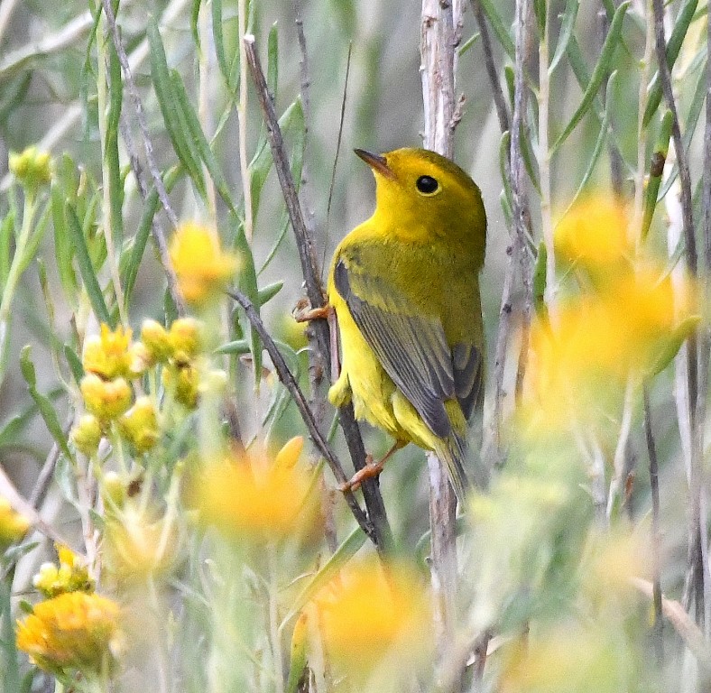 DSC_3532b.jpg