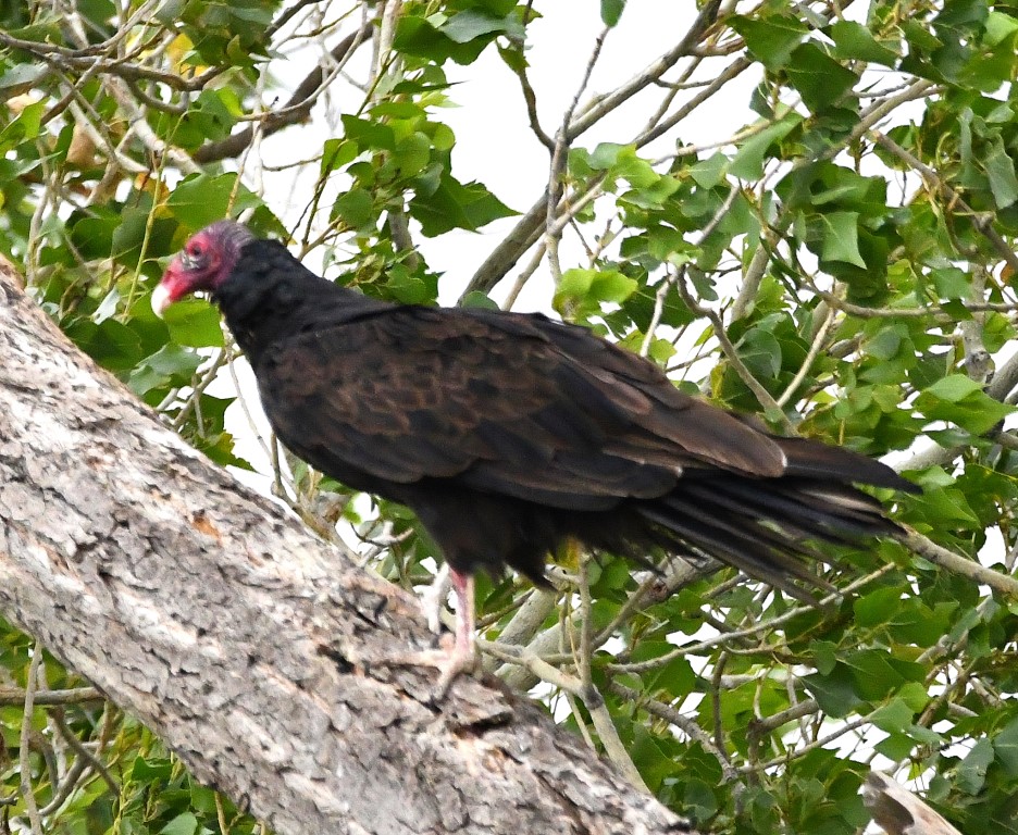 DSC_3624b.jpg