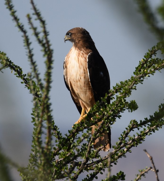 DSC_3828b.jpg