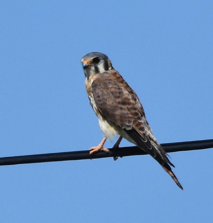 DSC_3914b.jpg