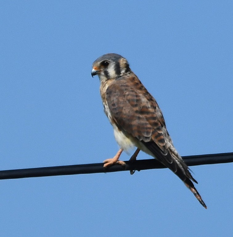 DSC_3918b.jpg