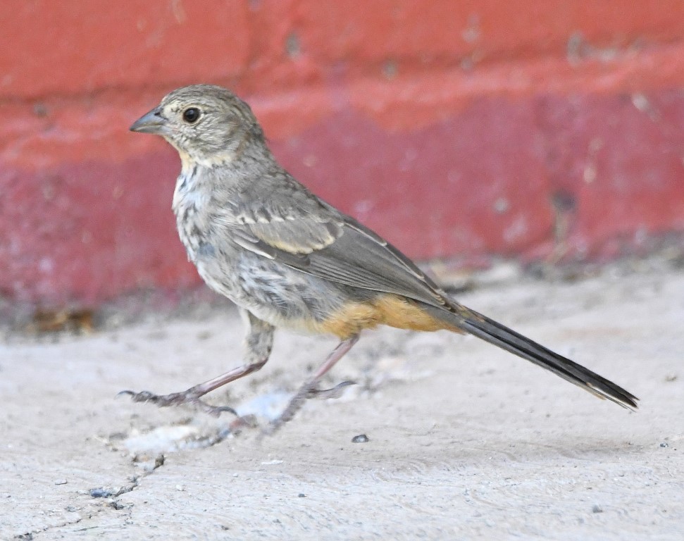 DSC_4209b.jpg