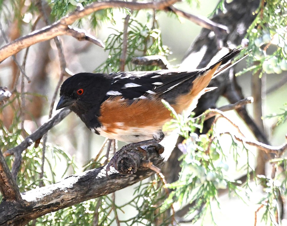 DSC_4290b.jpg