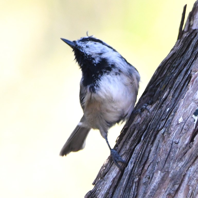 DSC_4401b.jpg