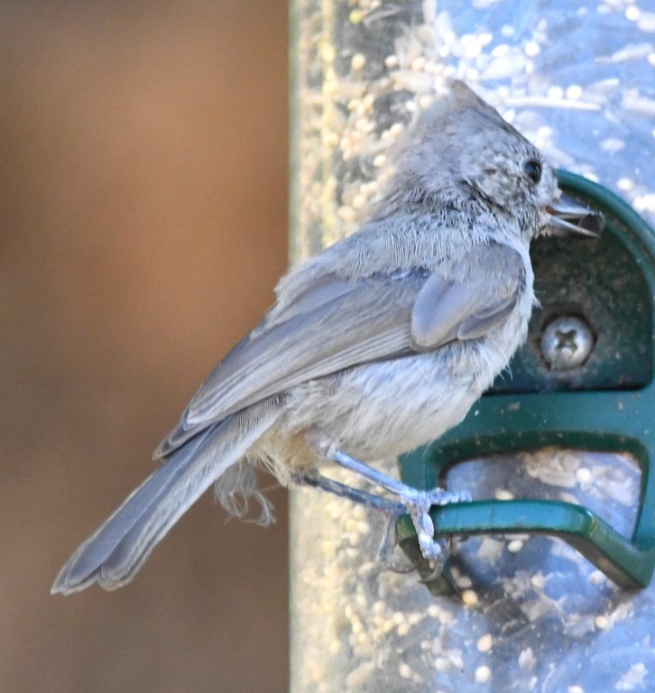 DSC_4424b.jpg