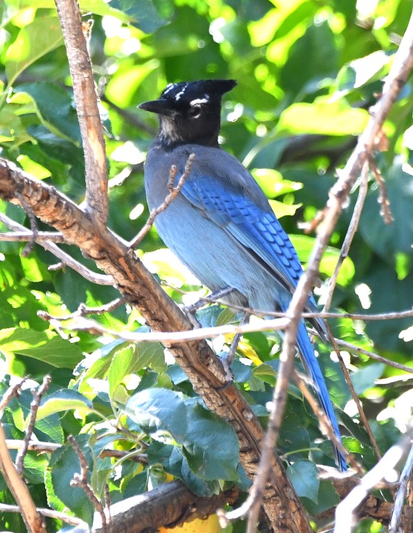 DSC_4472b.jpg