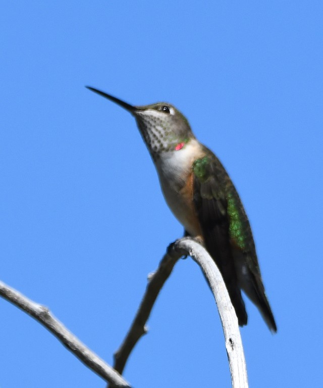 DSC_4493b.jpg