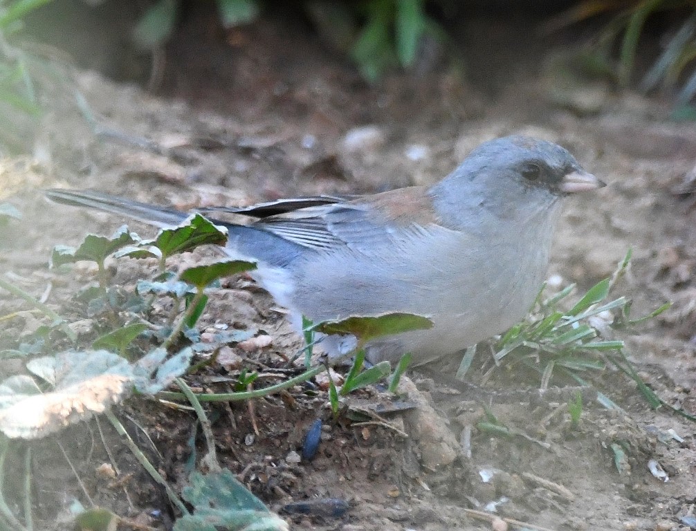 DSC_4645b.jpg