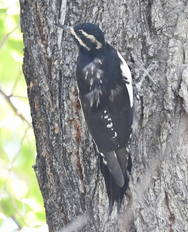 DSC_4687b.jpg