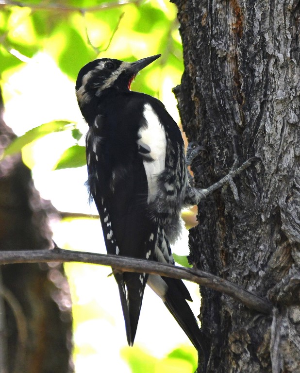 DSC_4707b.jpg