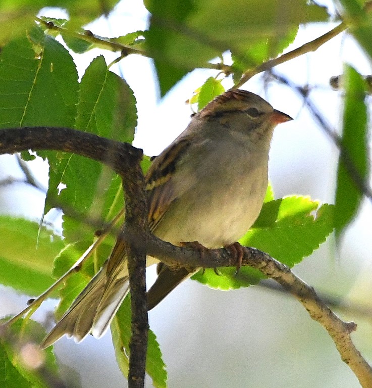 DSC_4732b.jpg