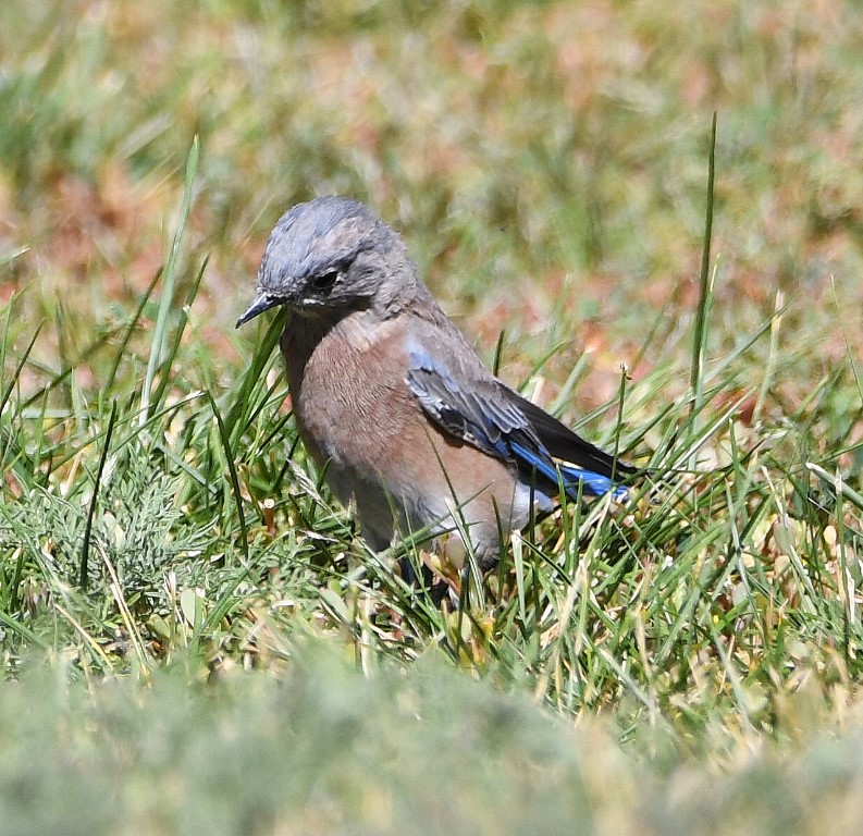 DSC_4741b.jpg