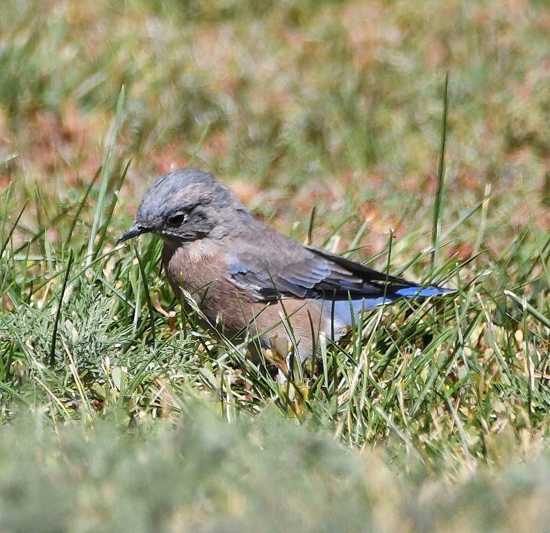 DSC_4743b.jpg