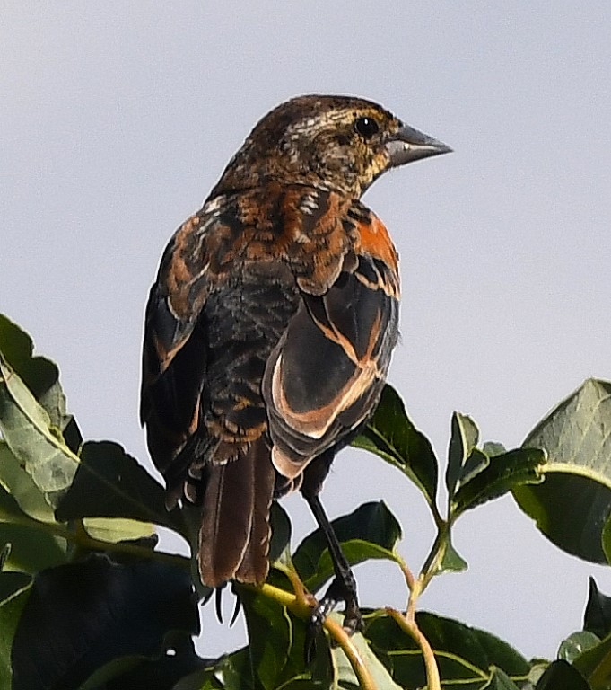 DSC_4883b.jpg