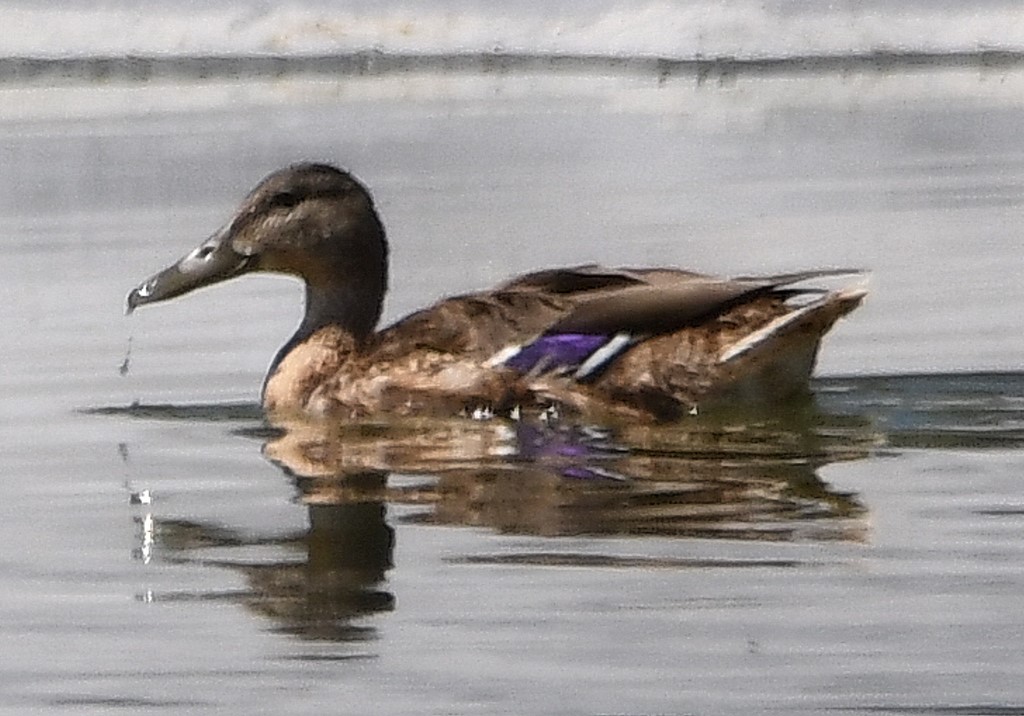 DSC_4979b.jpg